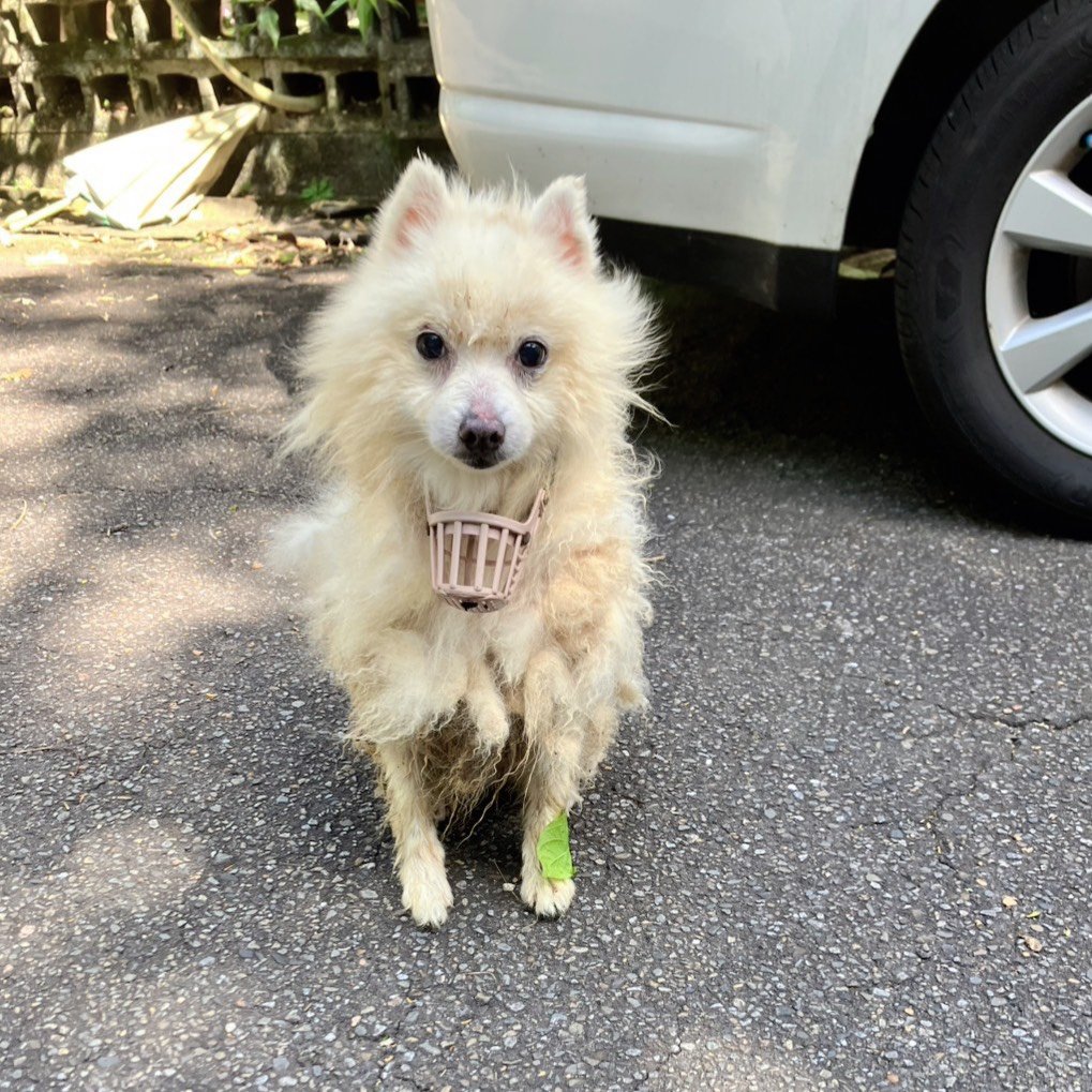 博美犬