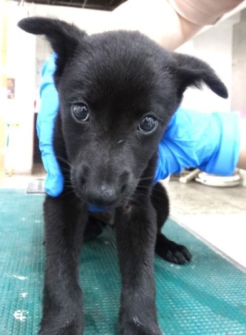 混種犬