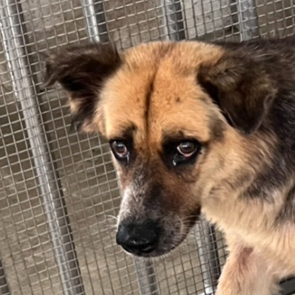 混種犬
