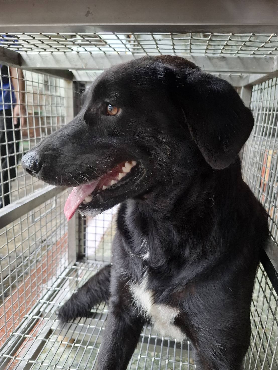 混種犬