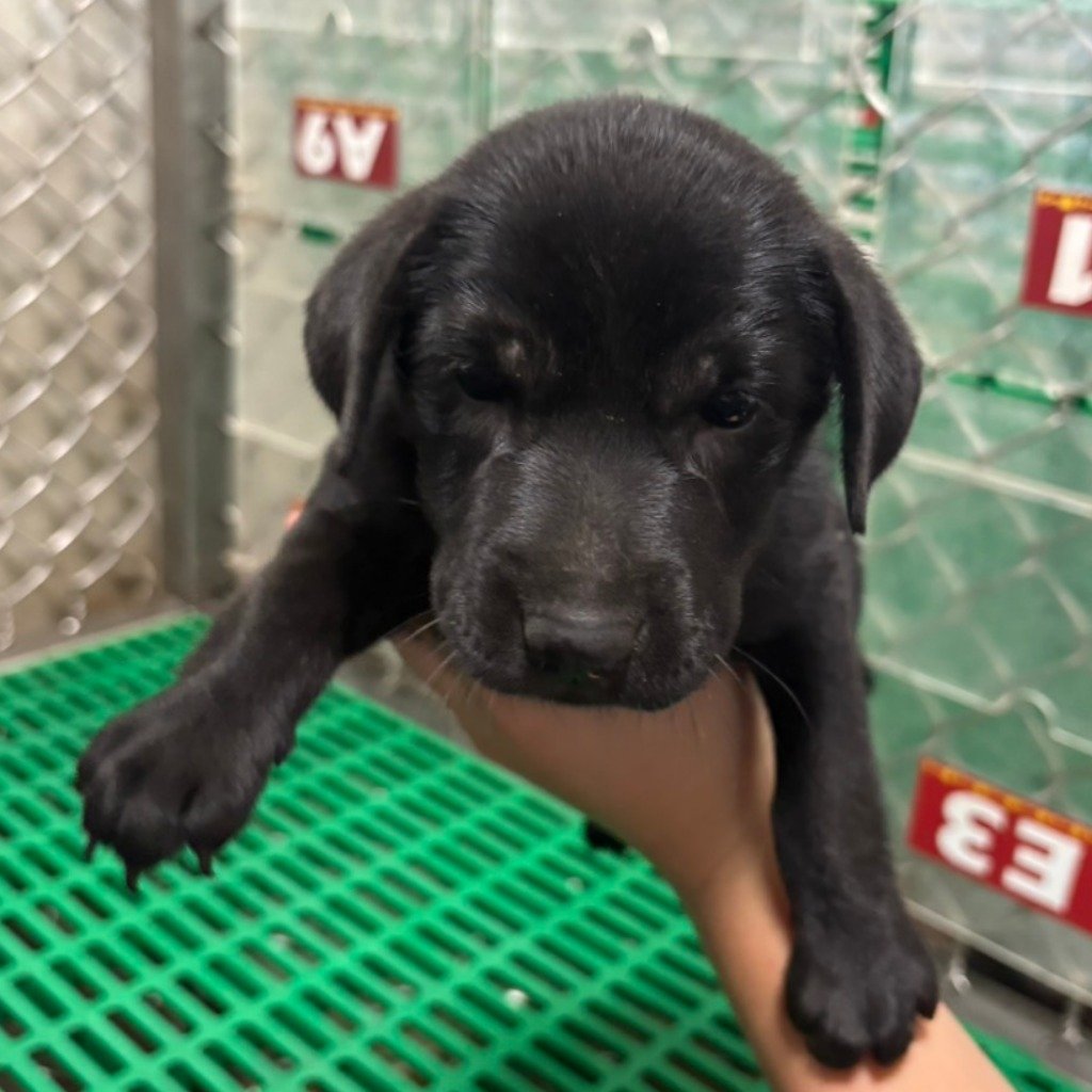 混種犬