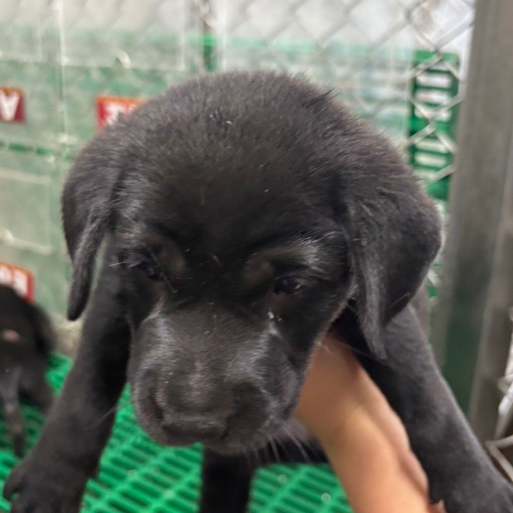 混種犬