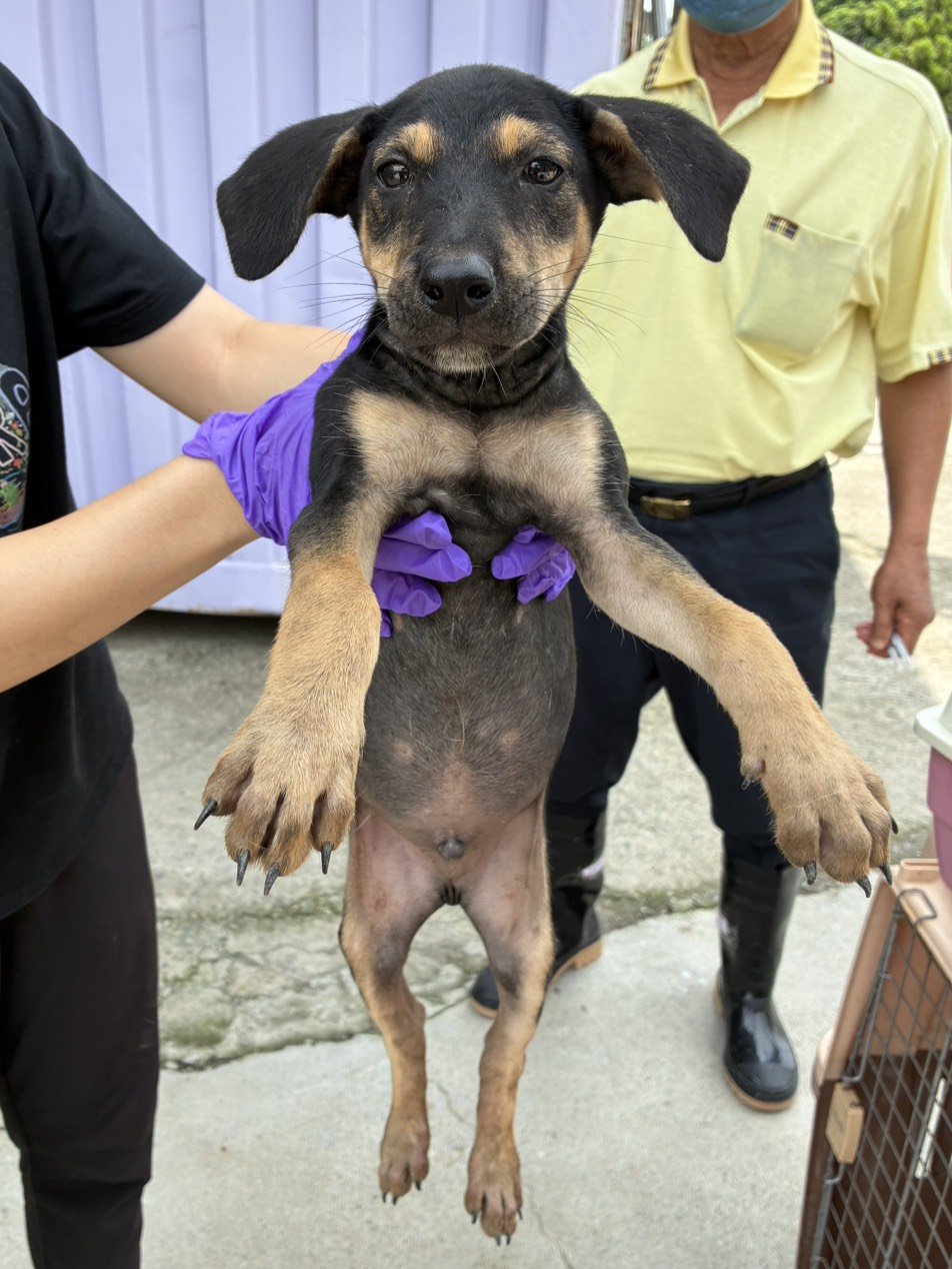 混種犬