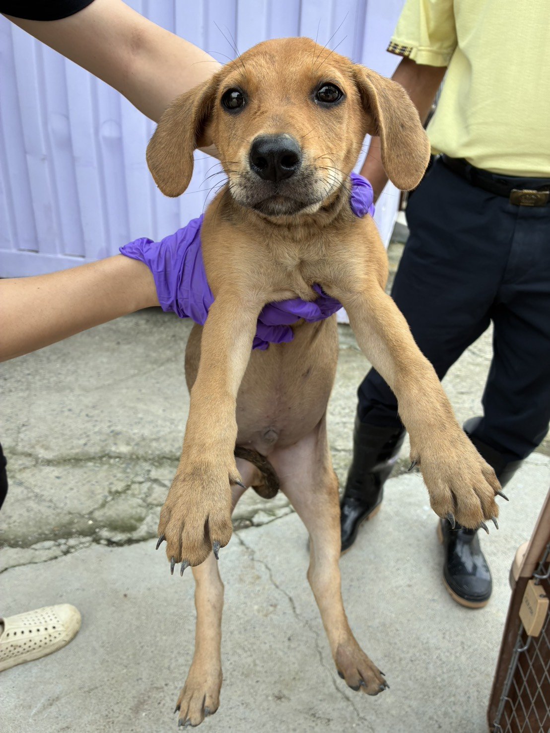 混種犬