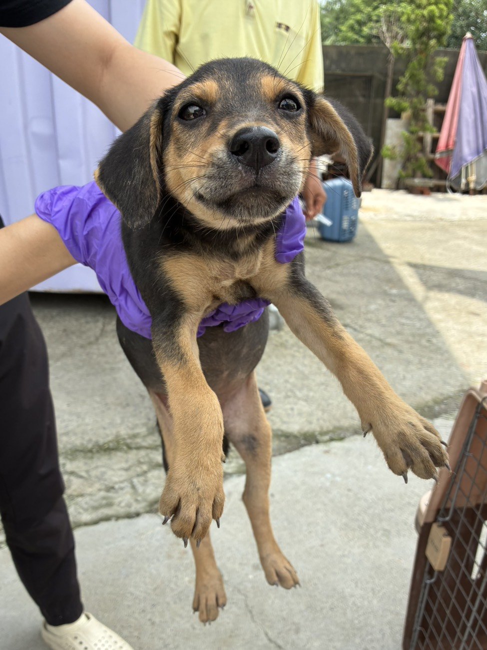 混種犬