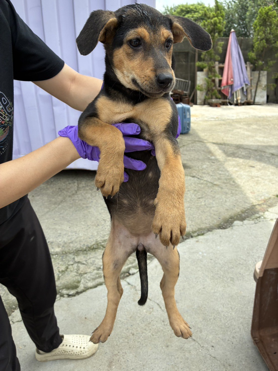 混種犬