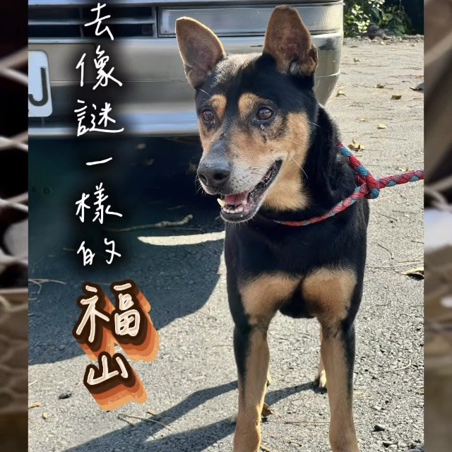 混種犬