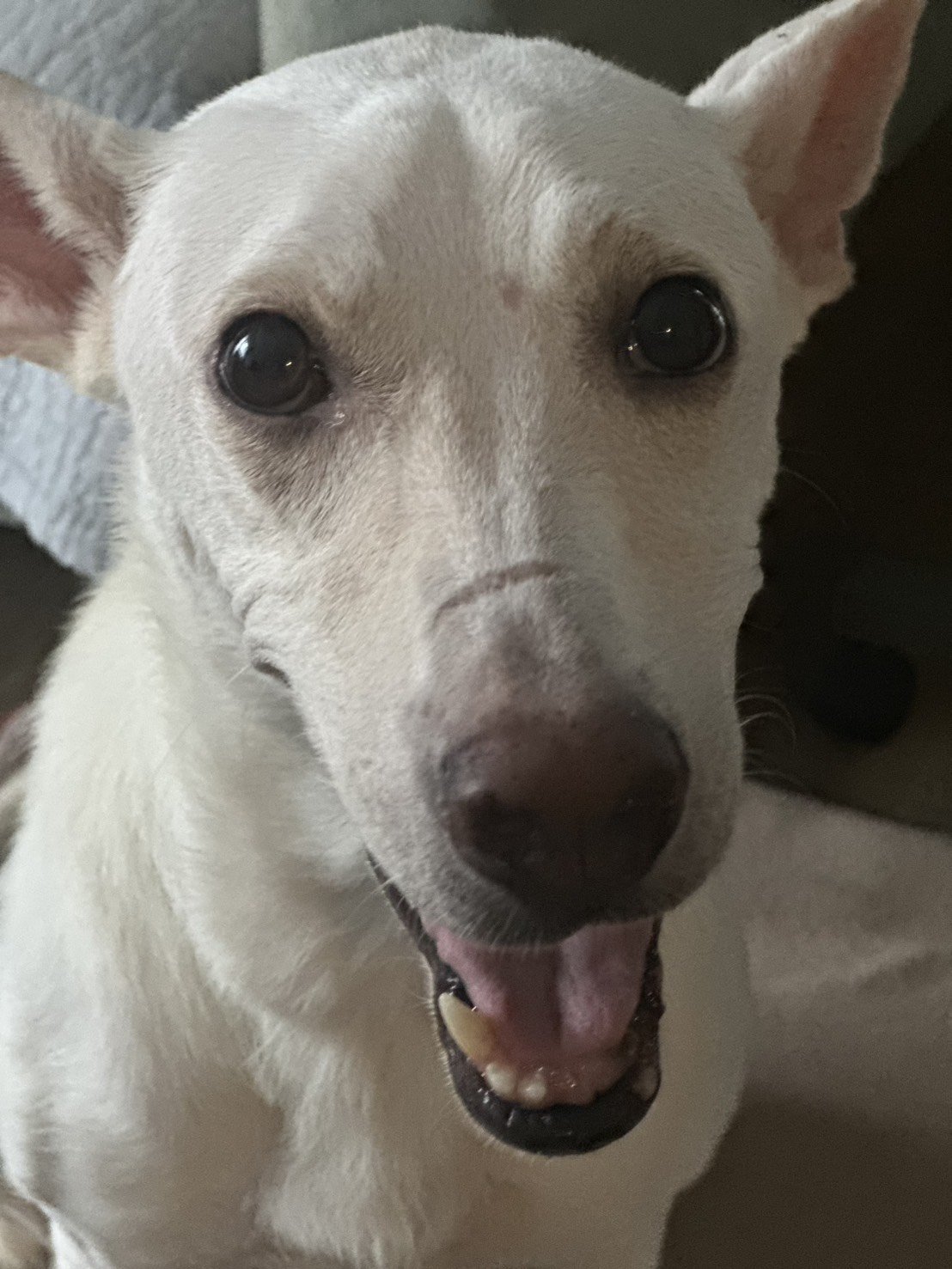 混種犬