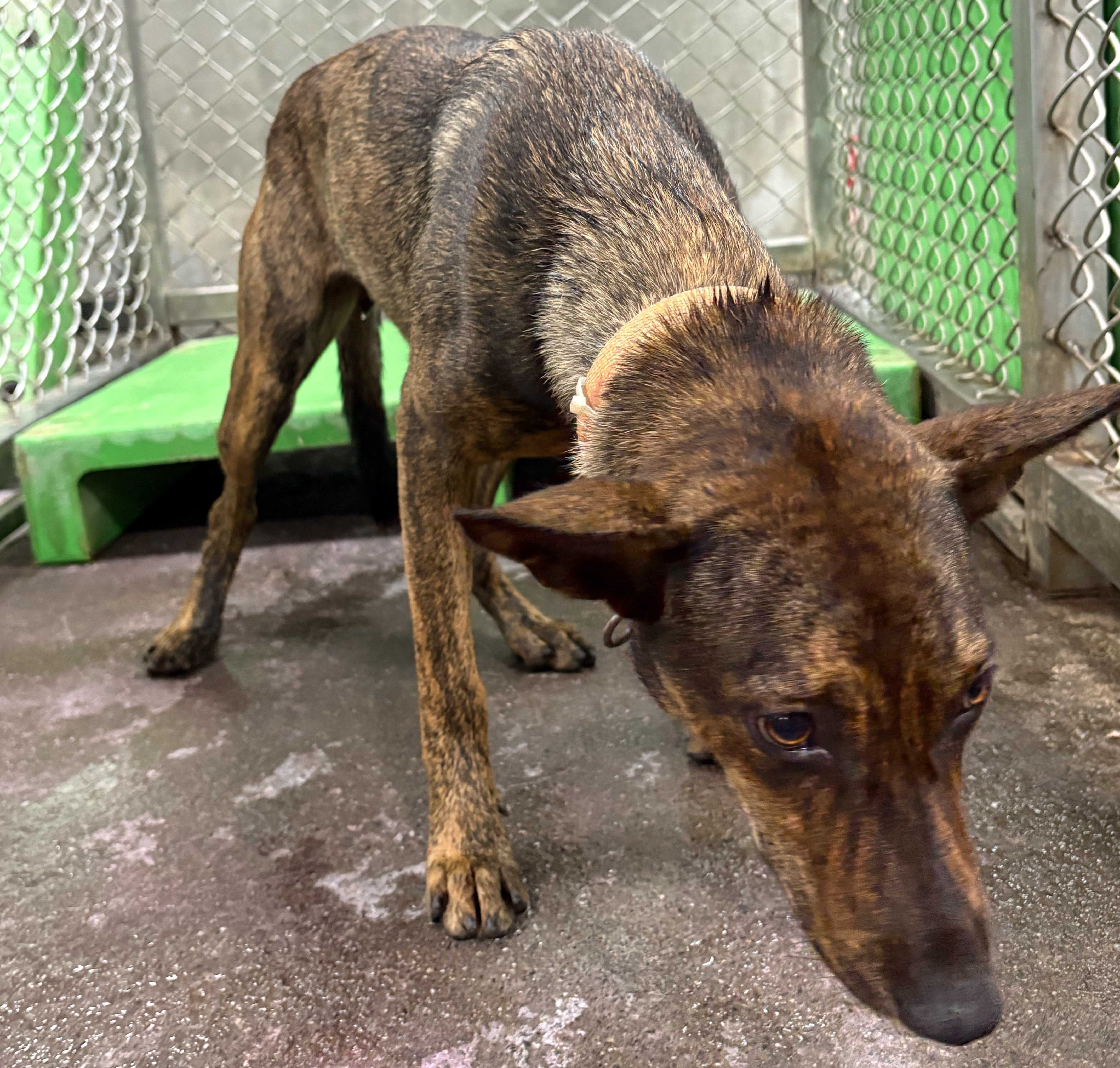 混種犬