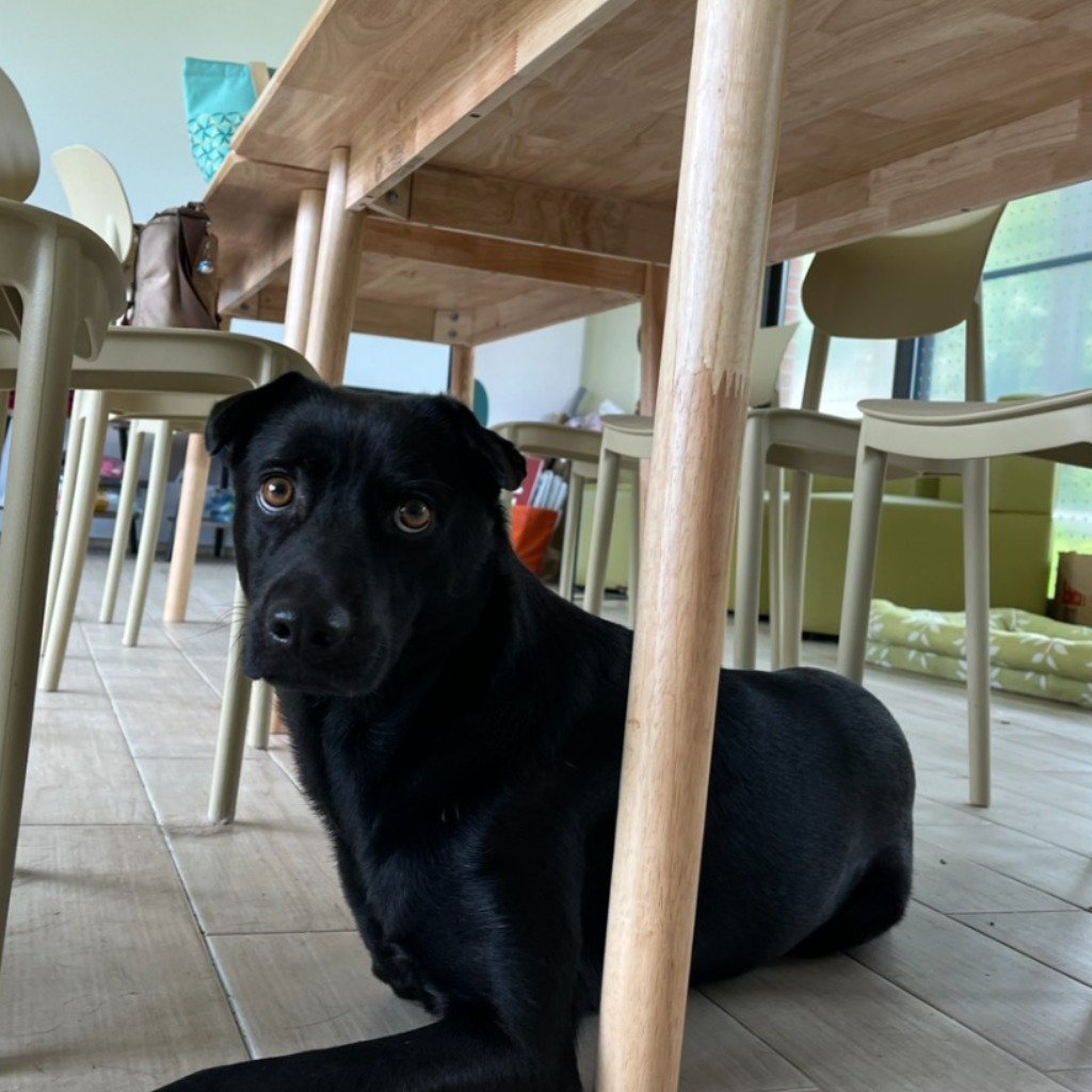 混種犬