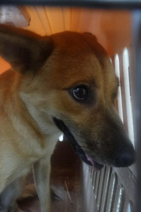 混種犬