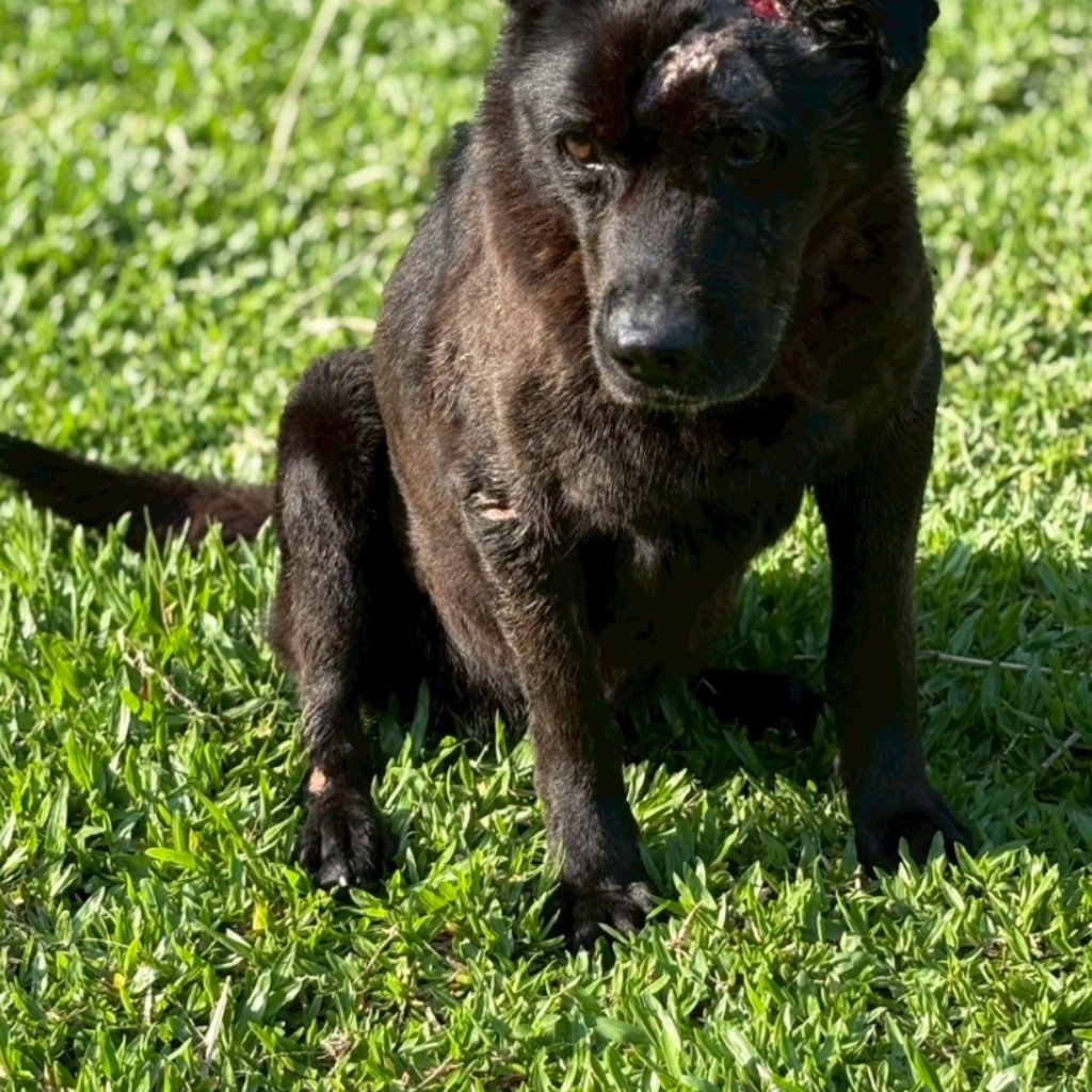 混種犬