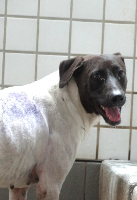 混種犬