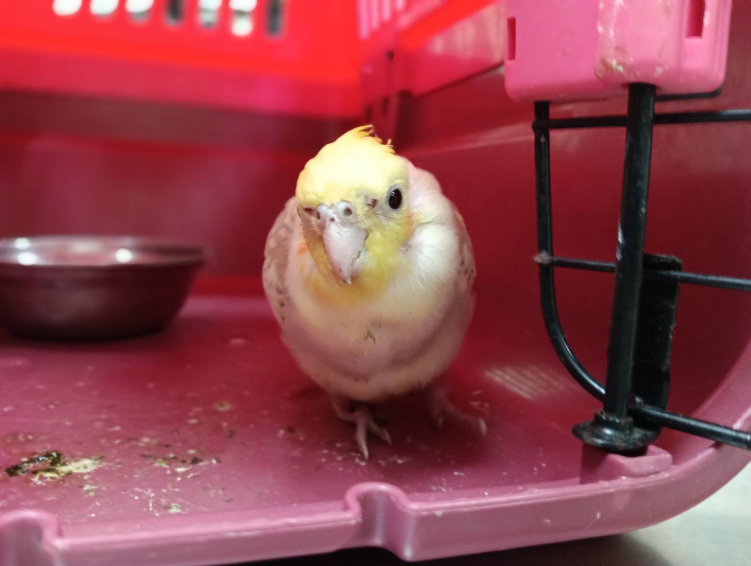 玄鳳鸚鵡