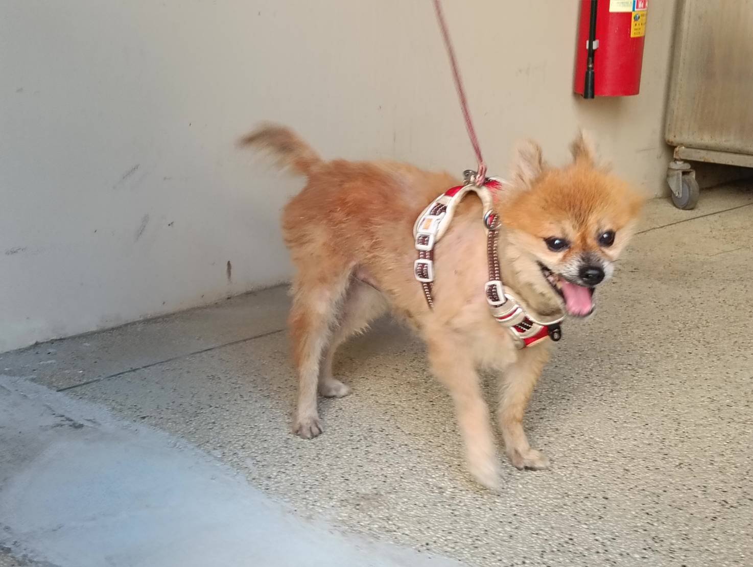 混種犬