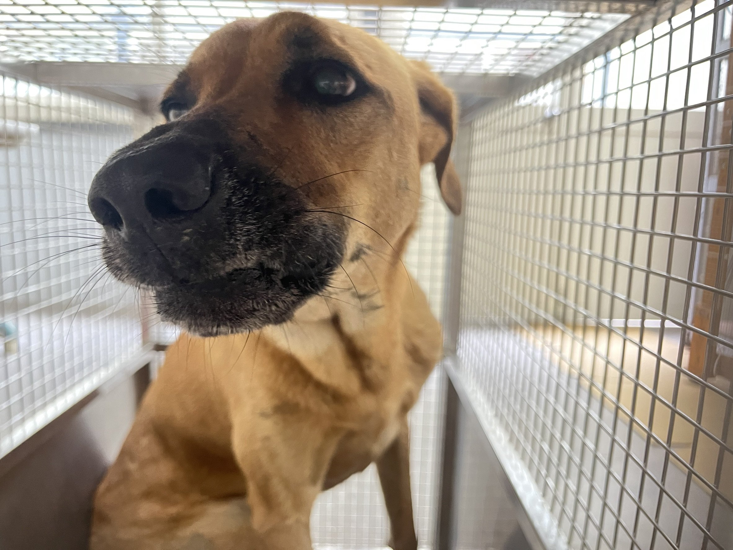 混種犬