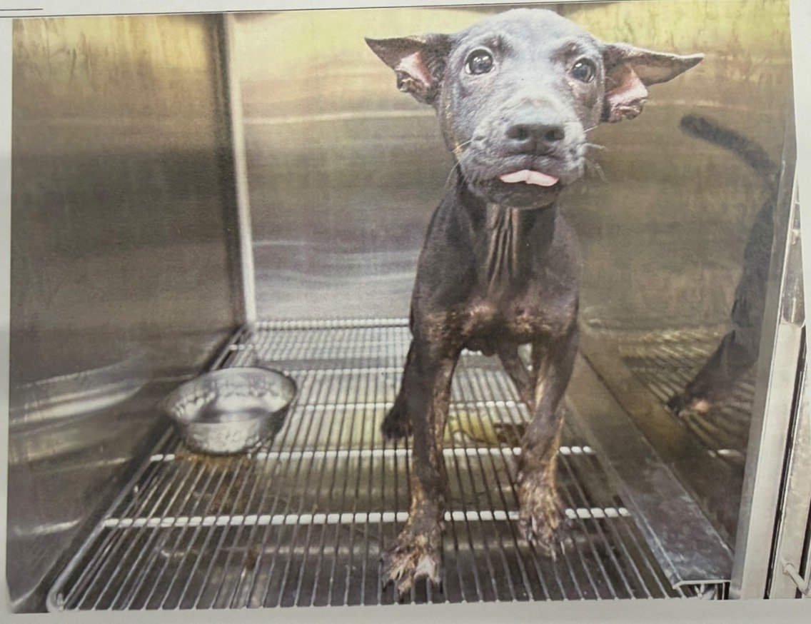 混種犬