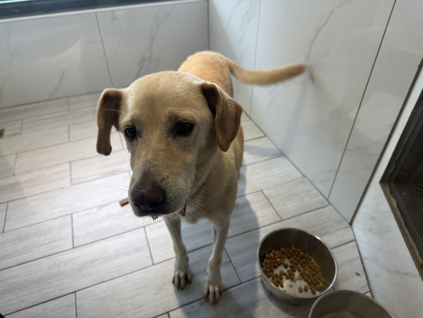 混種犬