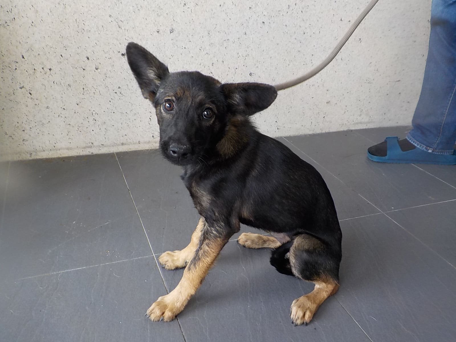 混種犬
