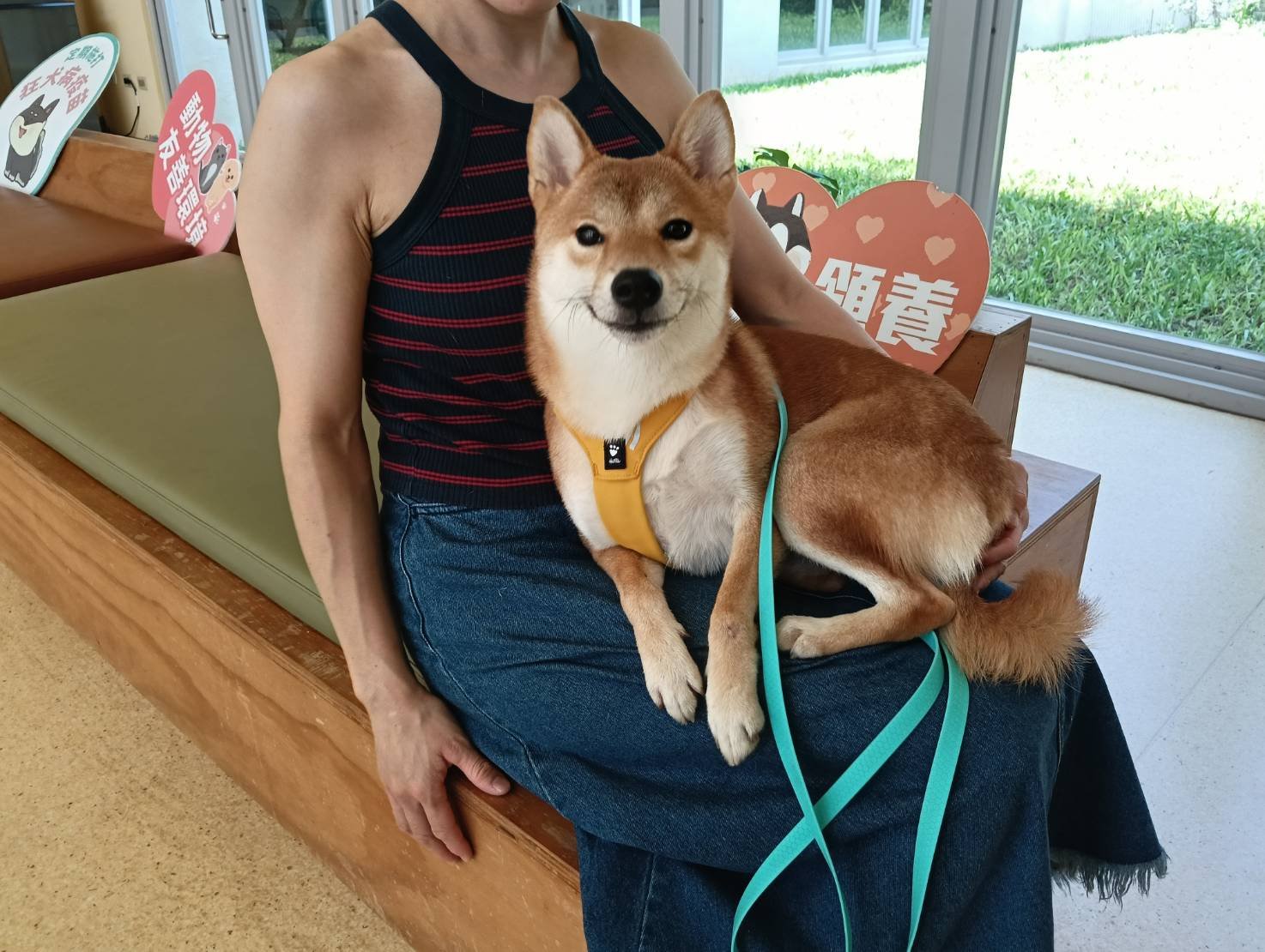 柴犬