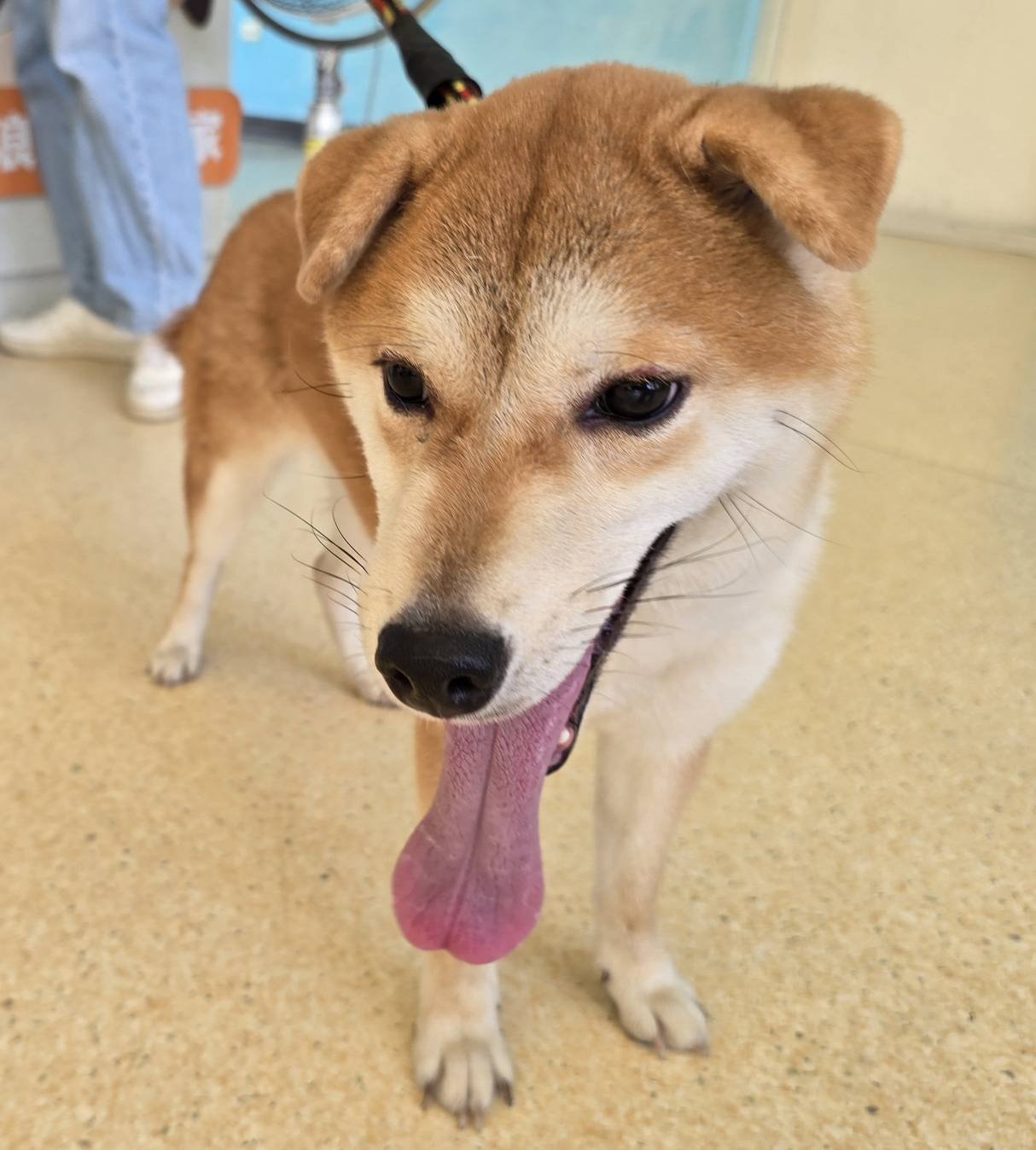 柴犬