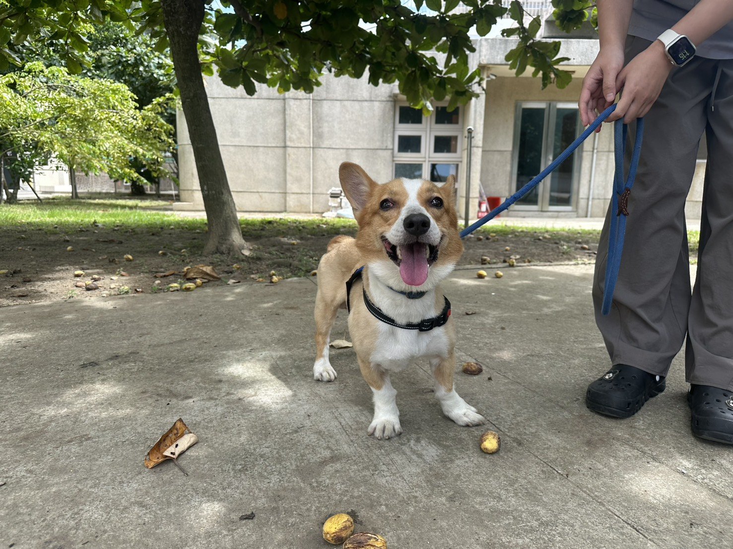 威爾斯柯基犬