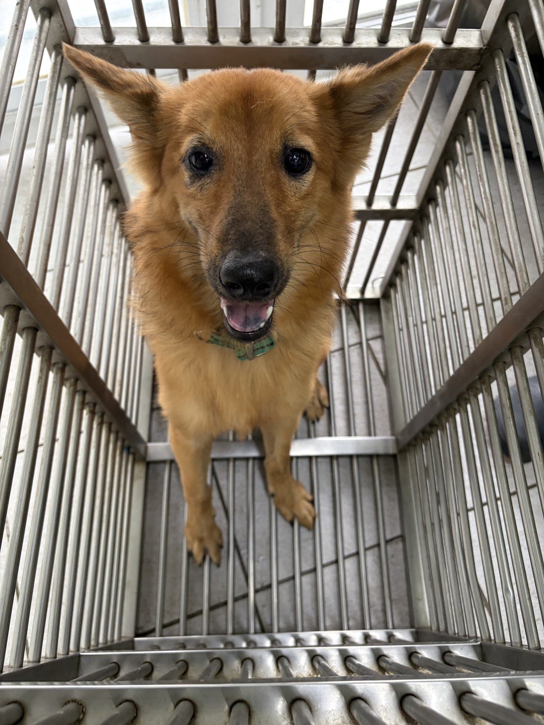 混種犬