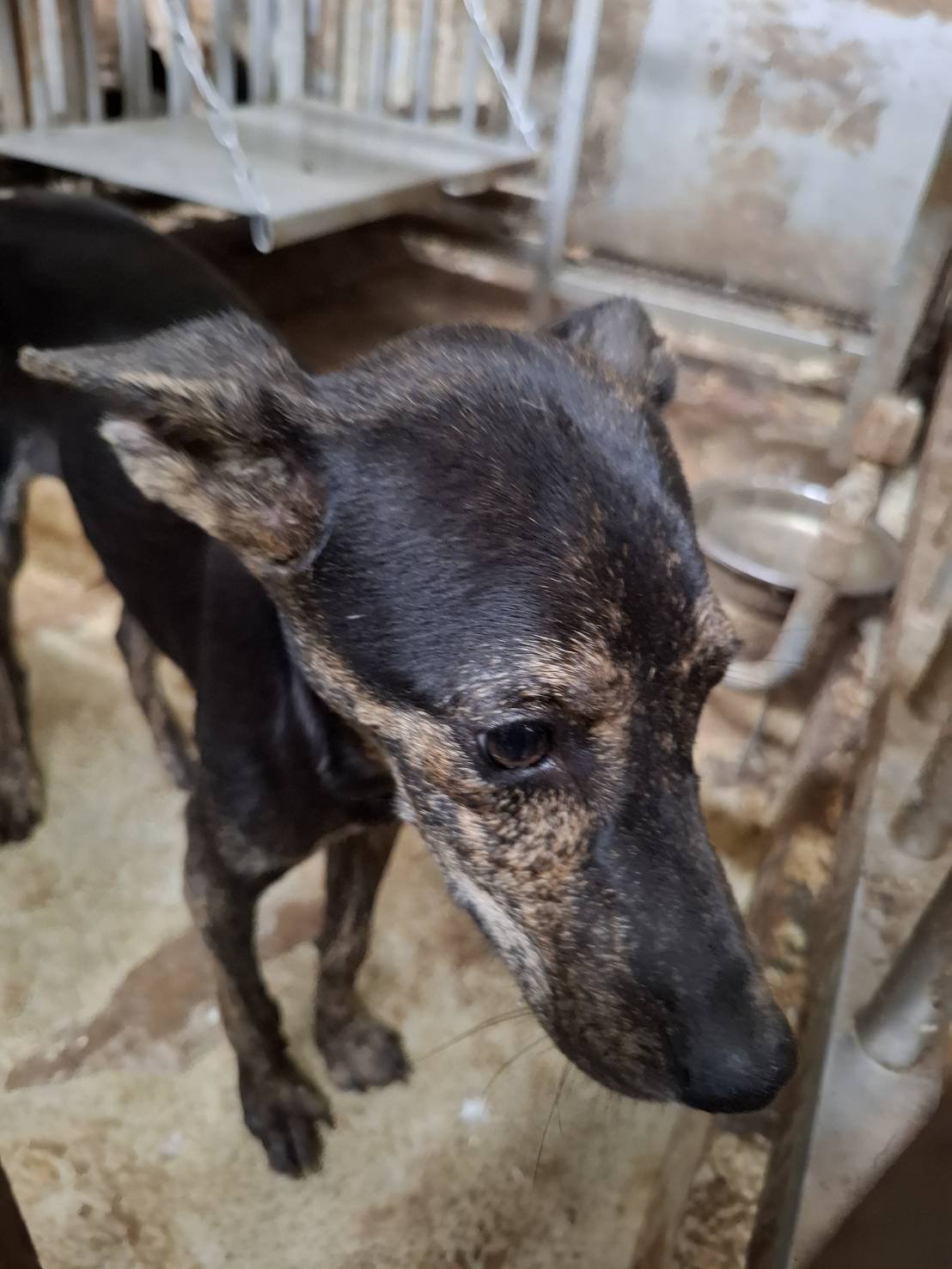 混種犬