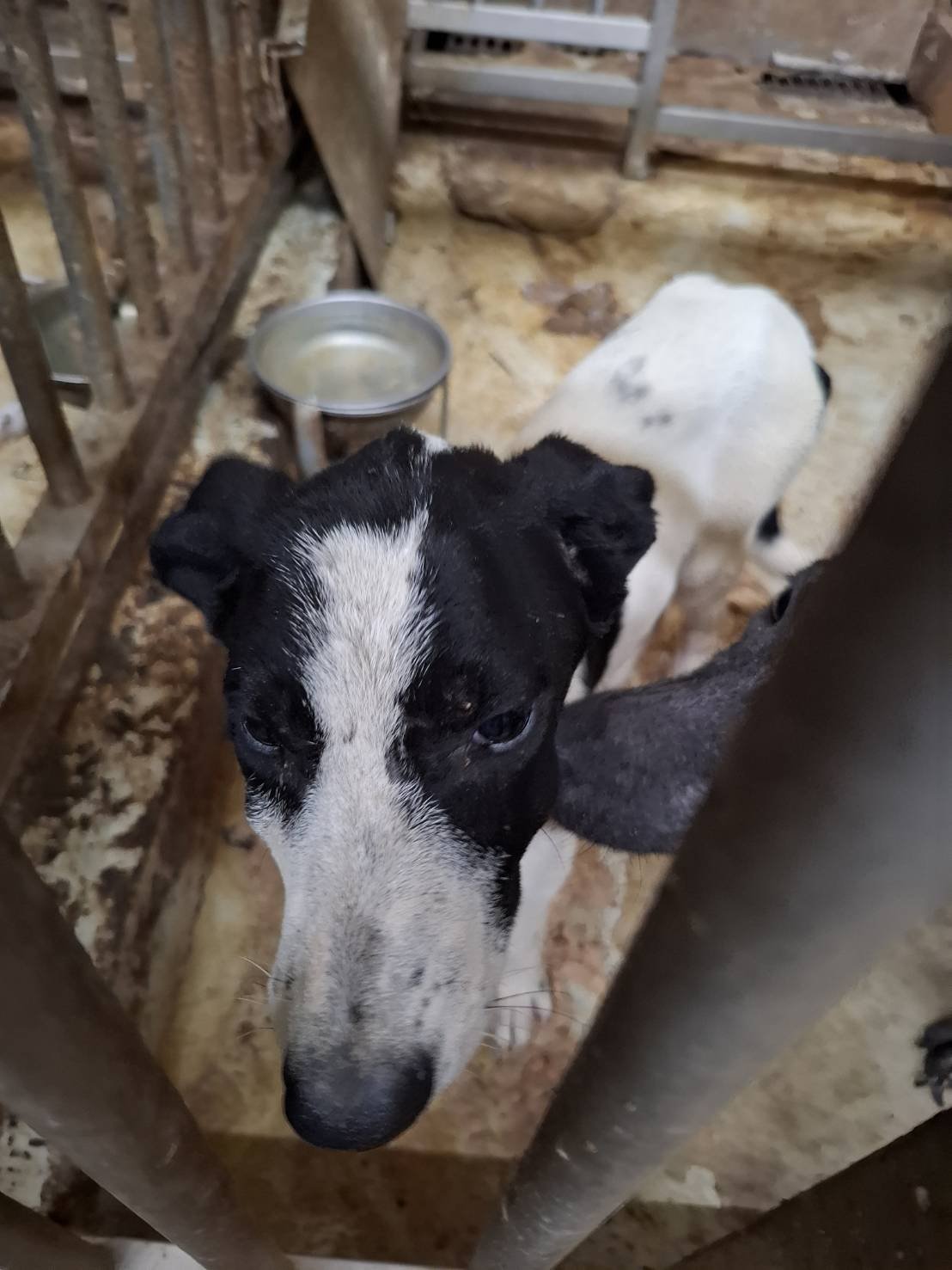 混種犬