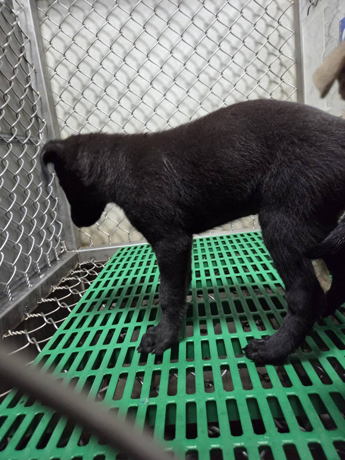 混種犬