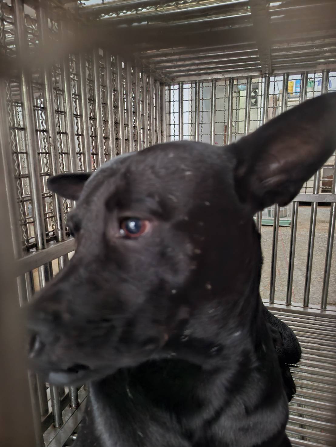 混種犬