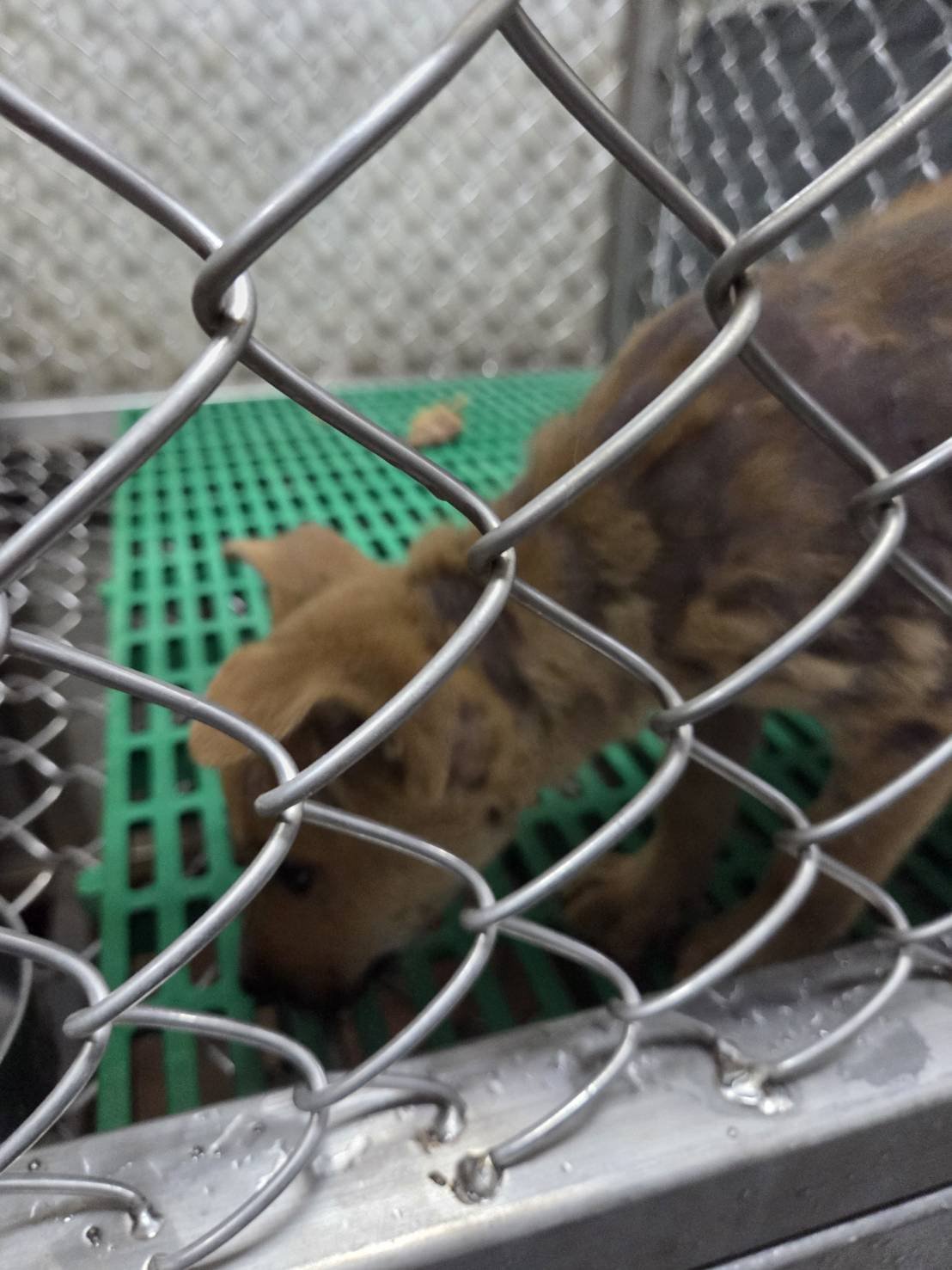混種犬