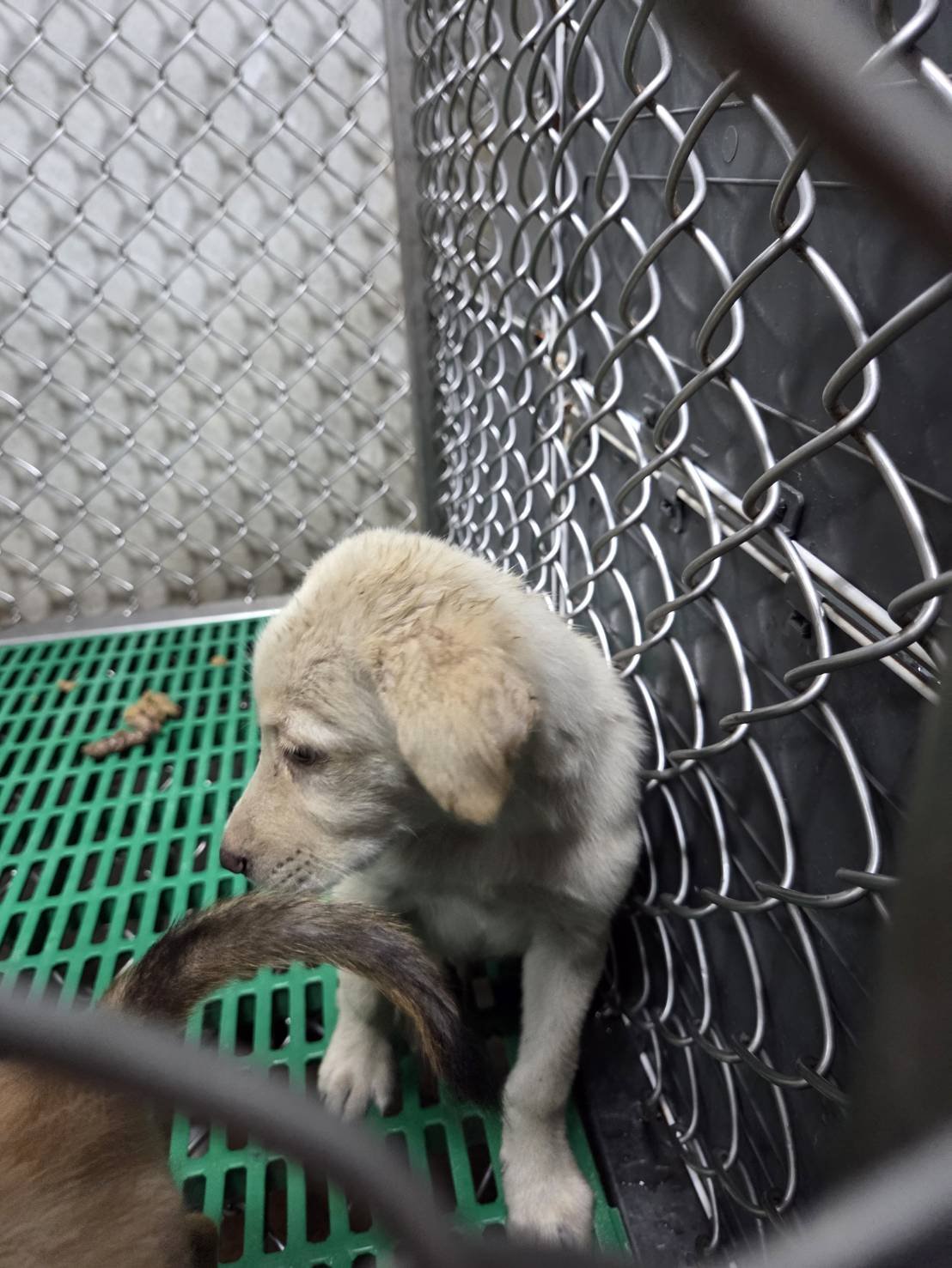 混種犬