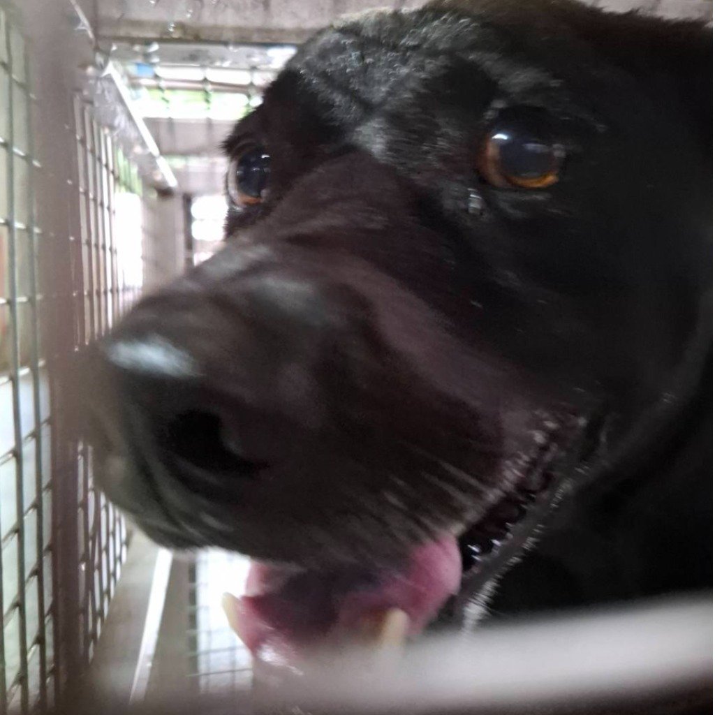 混種犬