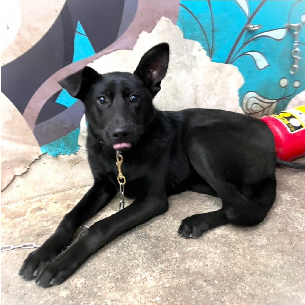 混種犬