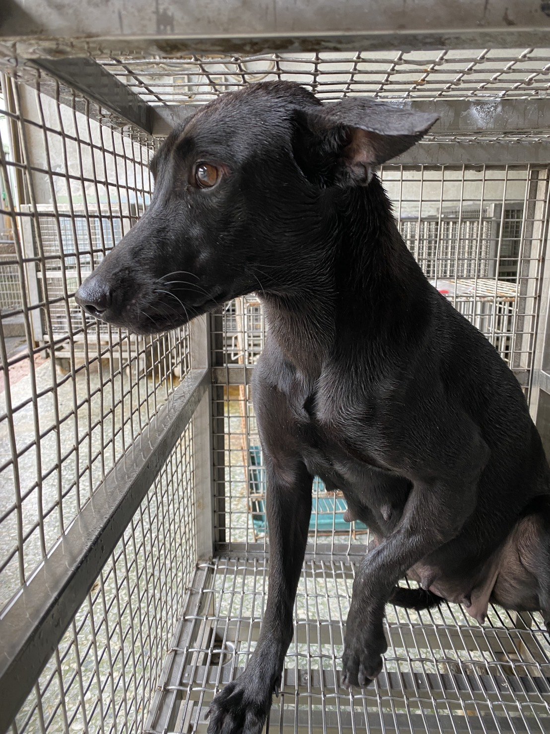 混種犬