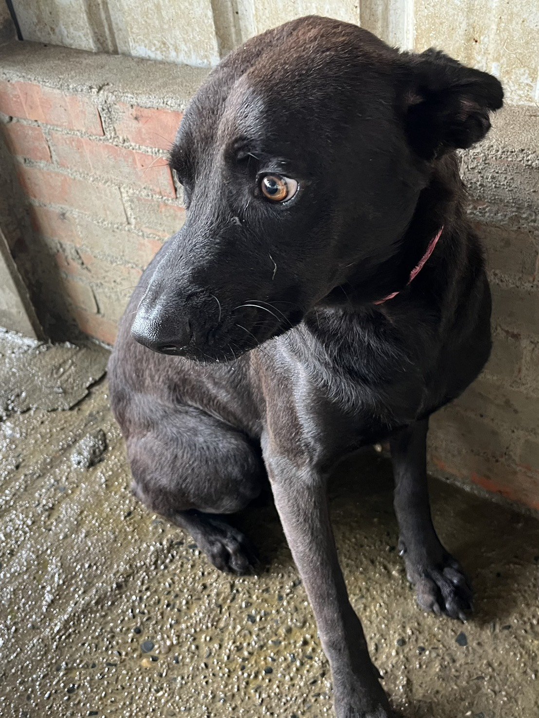 混種犬