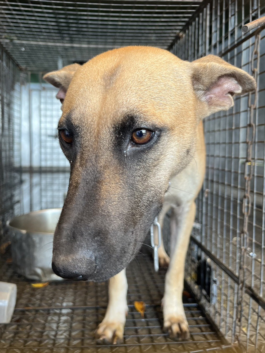 混種犬