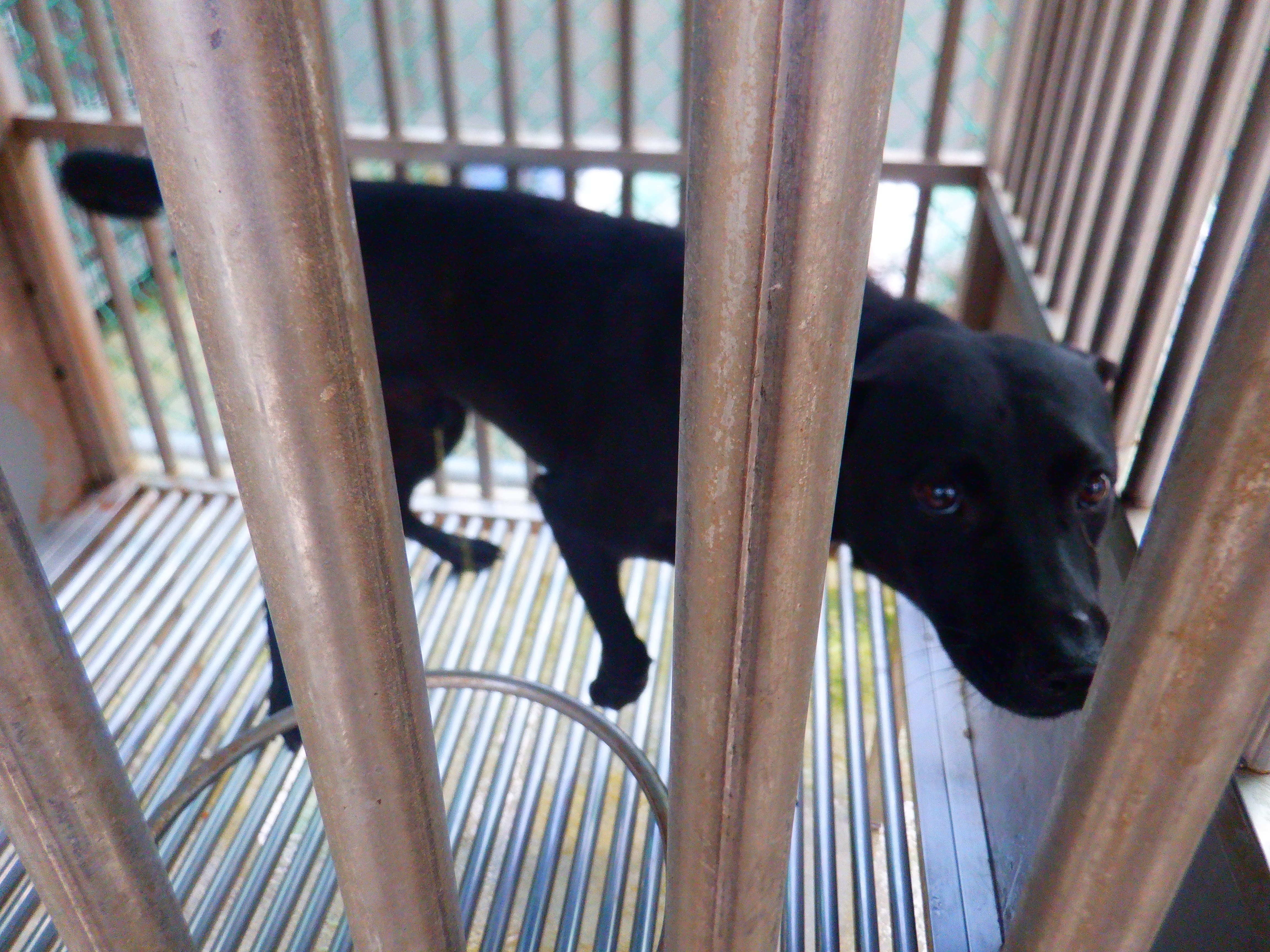混種犬