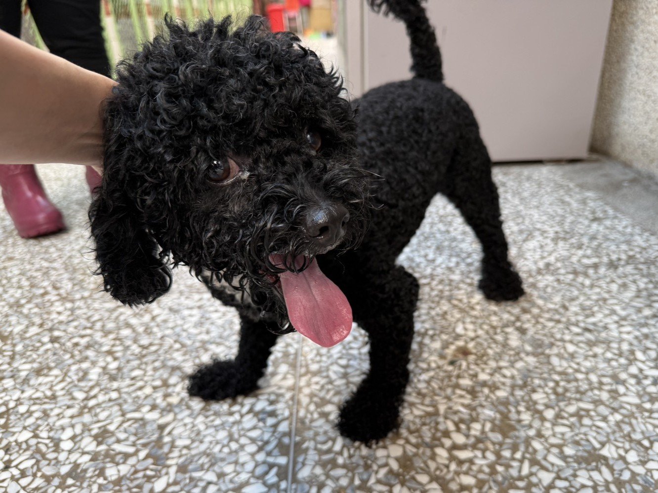 貴賓犬