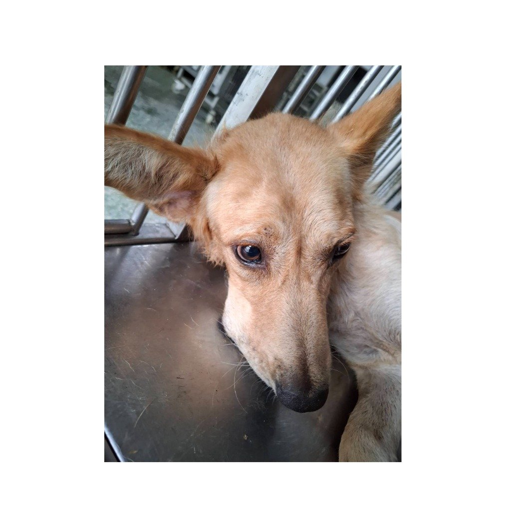 混種犬