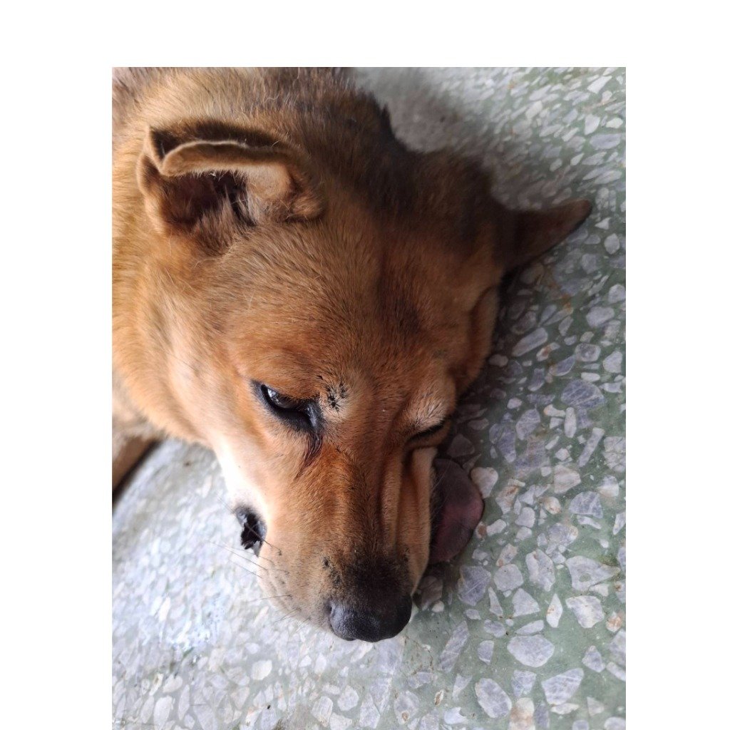 混種犬
