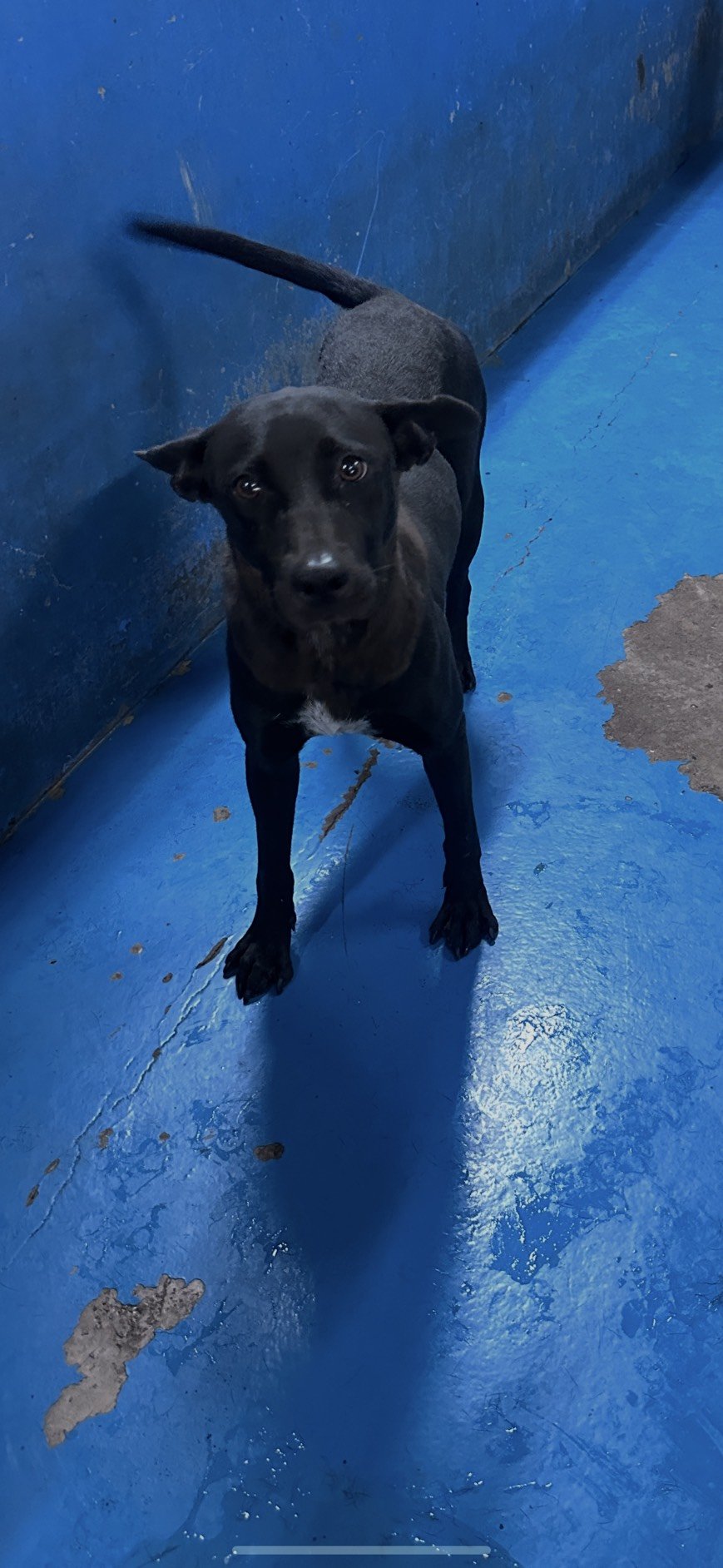 混種犬
