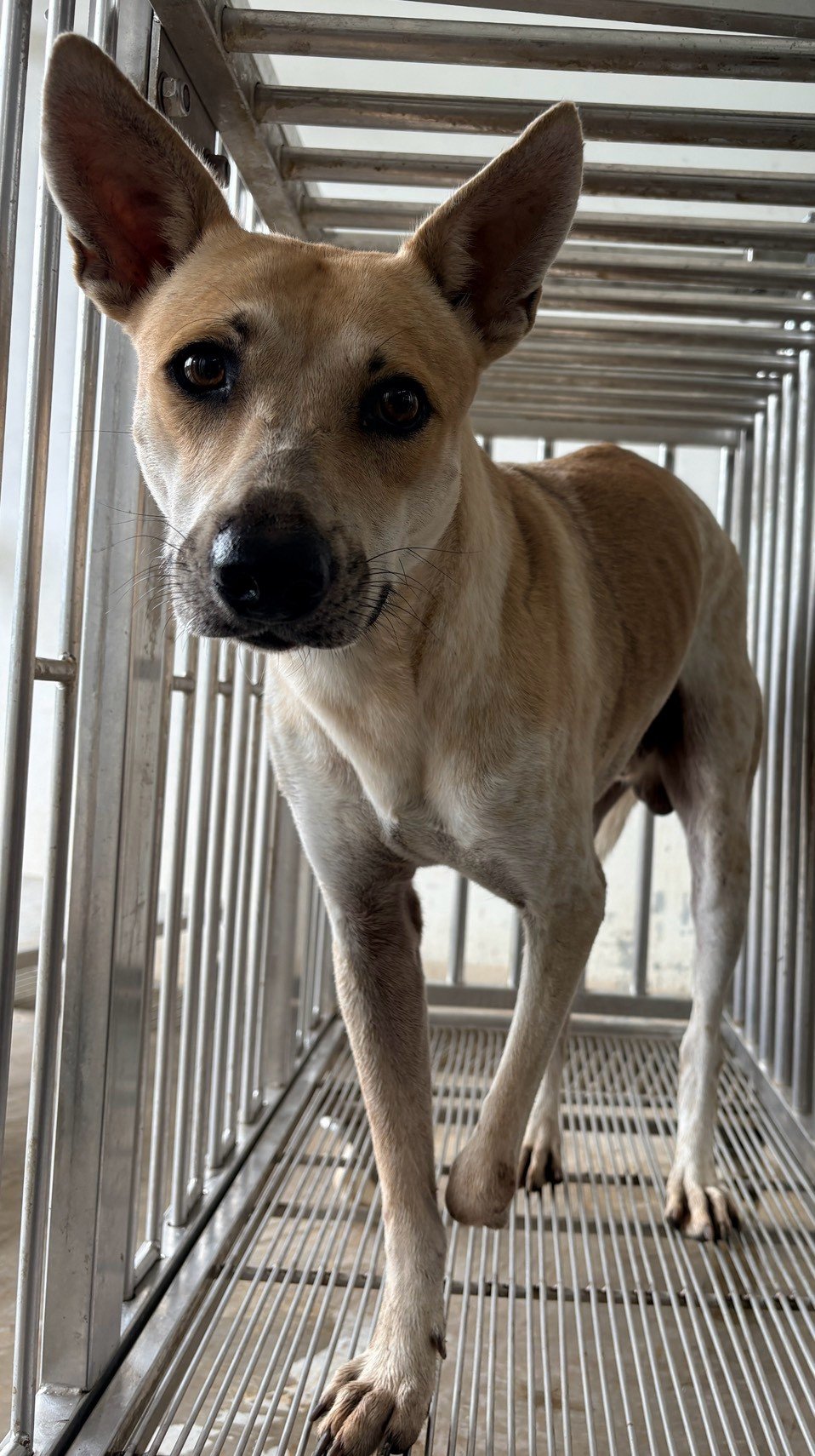 混種犬