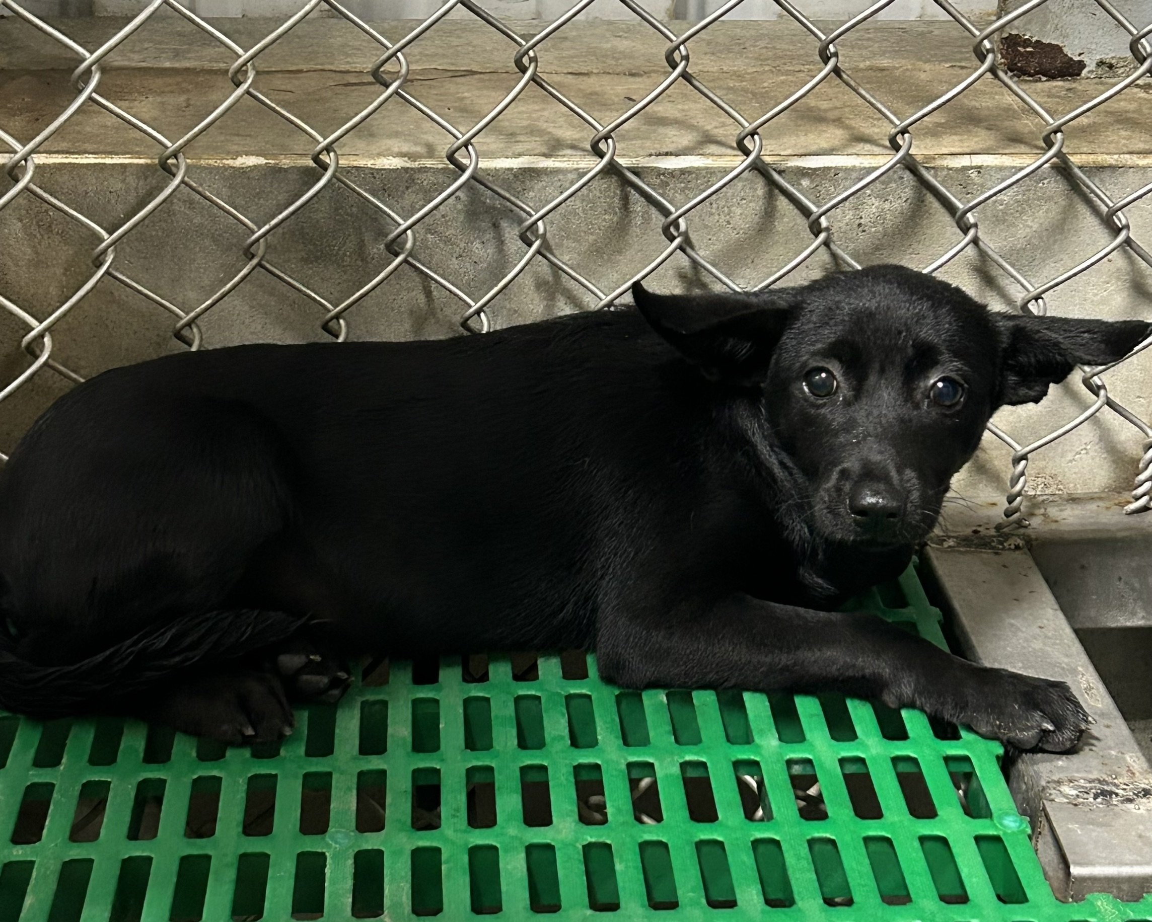 混種犬