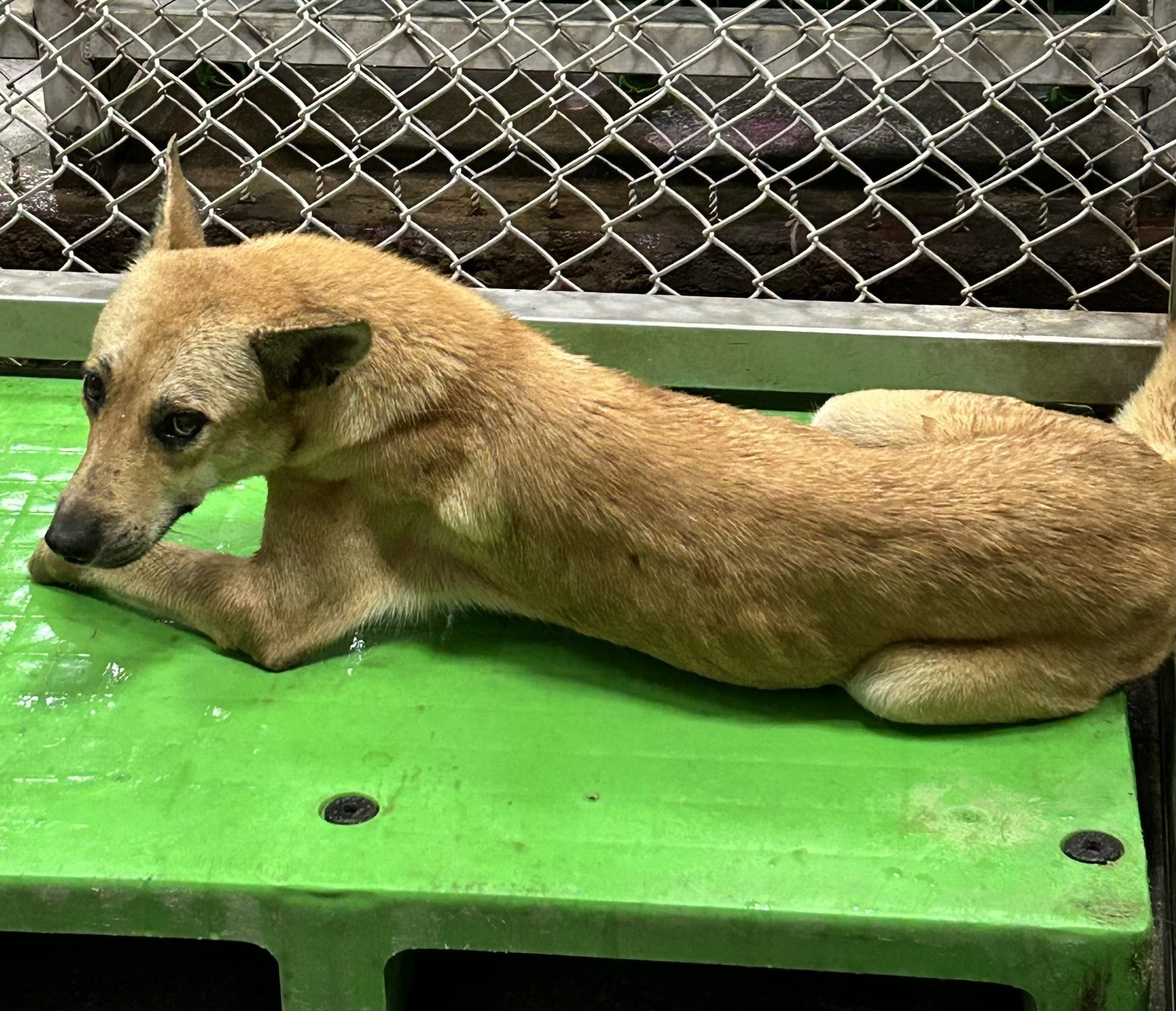 混種犬