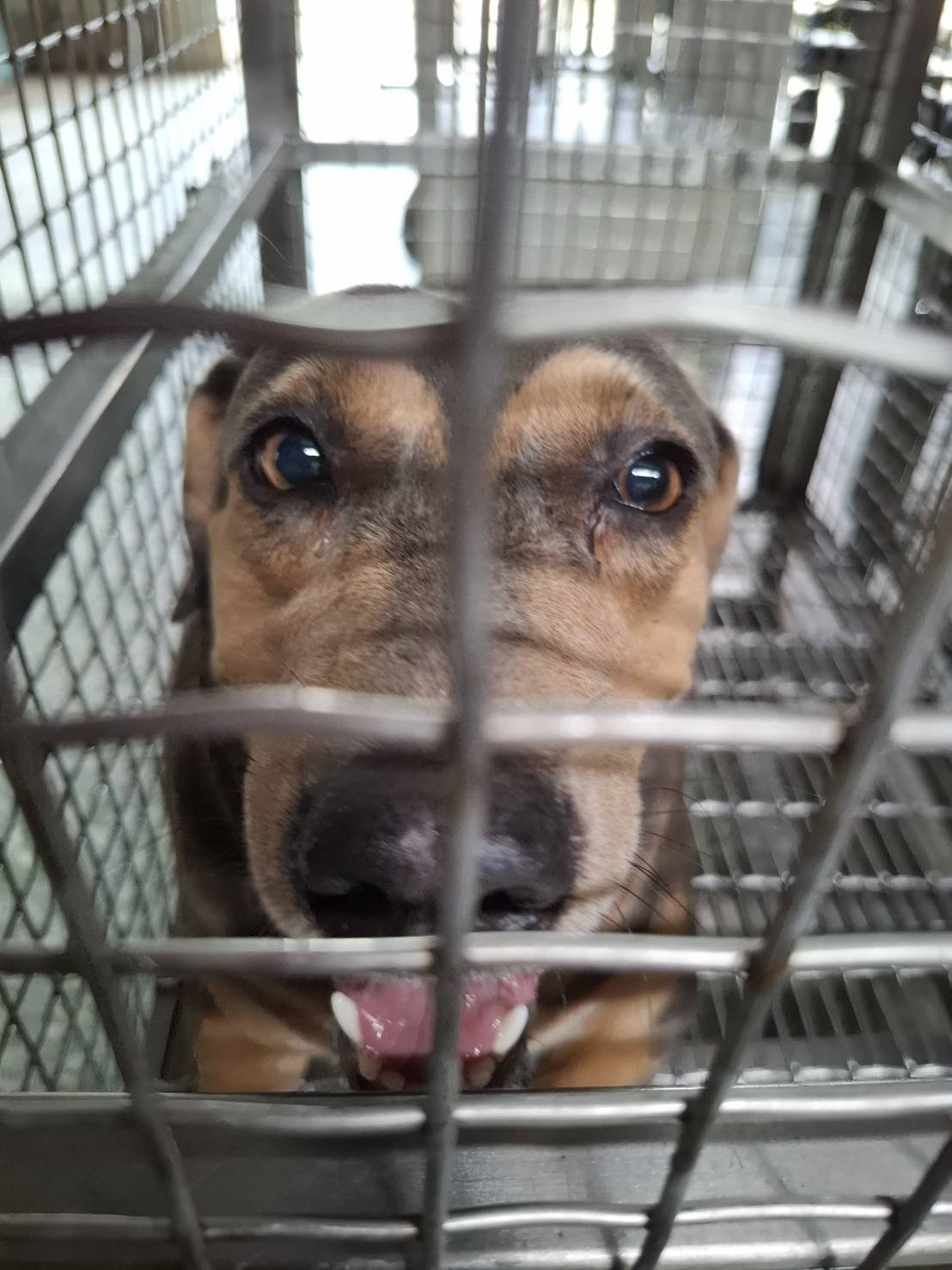 混種犬