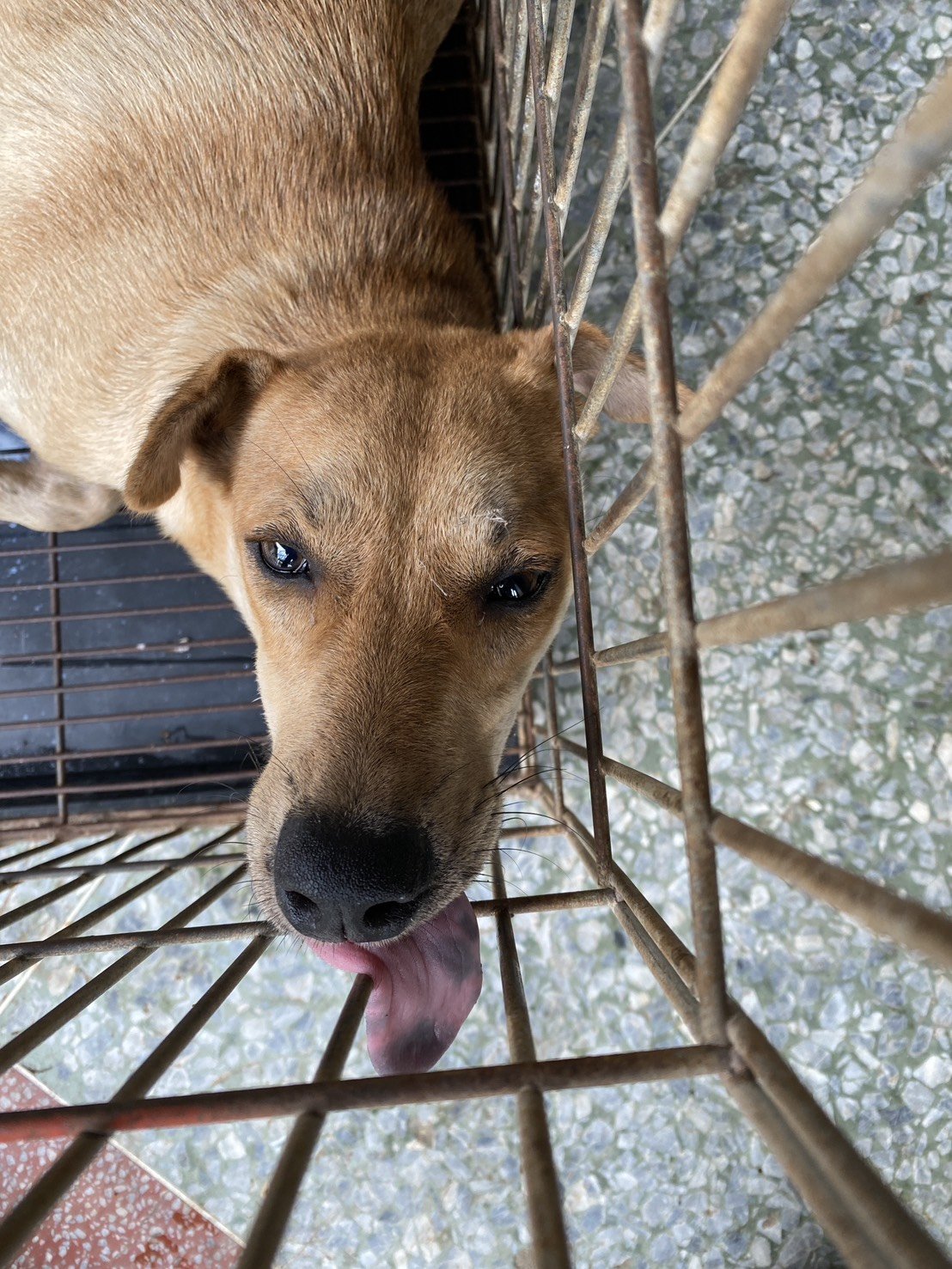 混種犬