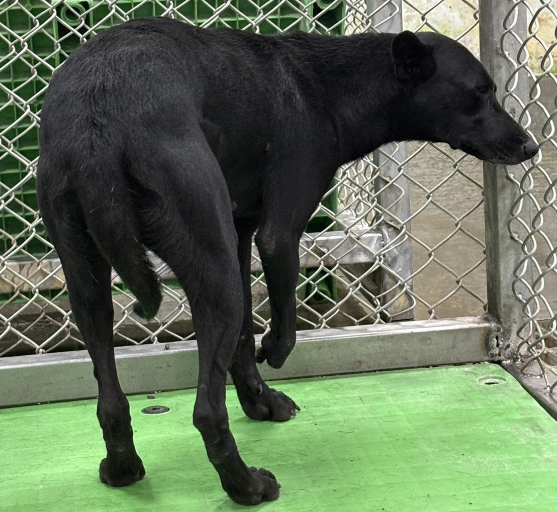 混種犬