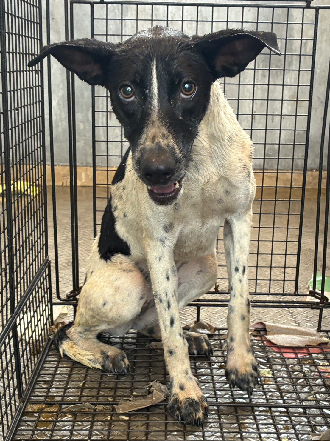 混種犬